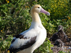 photo of a short-tailed albatross