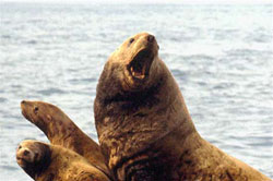 photo of a Steller sea lion