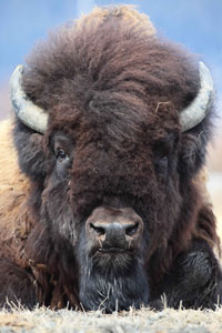 wood bison