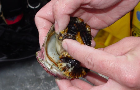 Photo of a Pinto Abalone