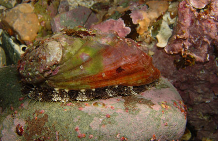 Photo of a Pinto Abalone