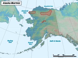 Alaska Marmot range map