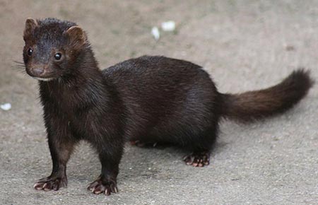 Photo of a American Mink