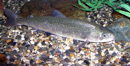 Photo of a Arctic Char