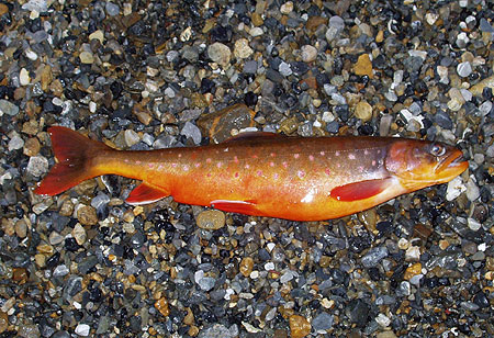 Photo of a Arctic Char