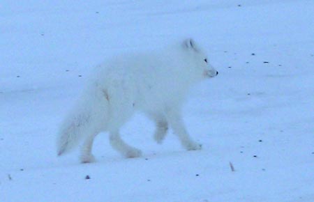 Photo of a Arctic Fox