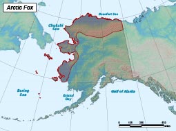 Arctic Fox range map