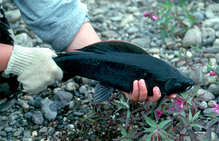 Photo of a Arctic Grayling