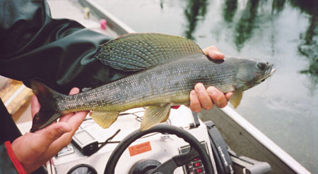 Photo of a Arctic Grayling