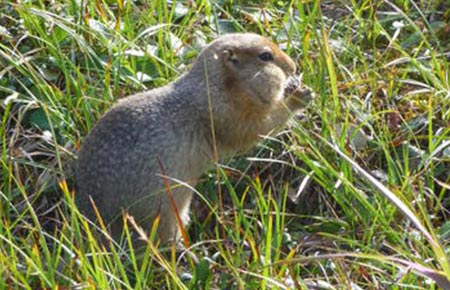 Photo of a Arctic Ground Squirrel