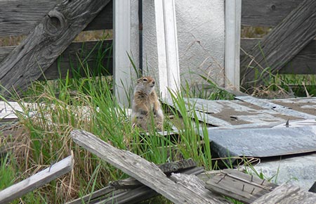 Photo of a Arctic Ground Squirrel