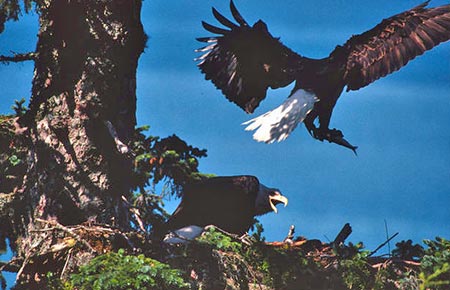 Photo of a Bald Eagle