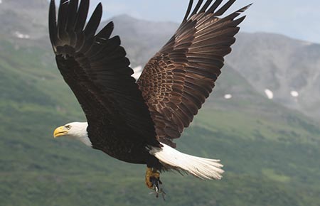Photo of a Bald Eagle
