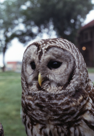 A Barred Owl face