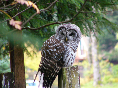 Photo of Barred Owl sitting in a tree