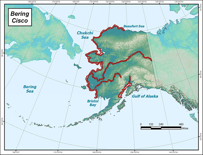 Range map of Bering Cisco in Alaska