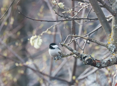 Photo of a Black-capped Chickadee