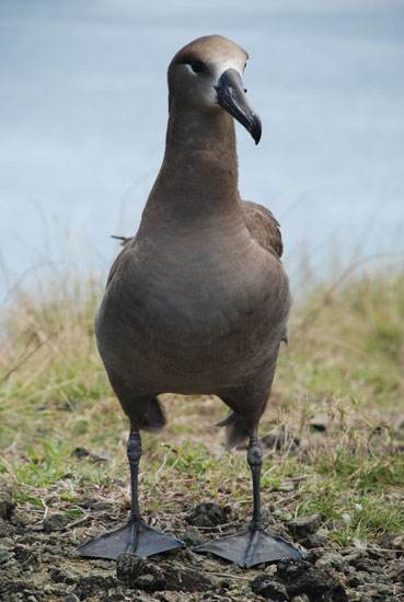 Photo of a Black-footed Albatross