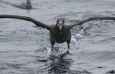 Photo of a Black-footed Albatross