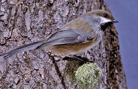 Photo of a Boreal Chickadee