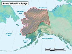 Broad Whitefish range map
