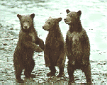 Three bear cubs