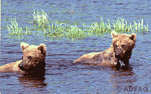Kodiak brown bears swimming