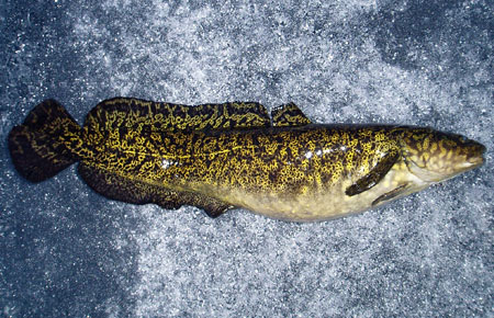 Photo of a Burbot