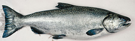 Photo of a Chinook Salmon