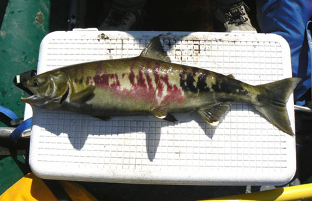 Photo of a Chum Salmon