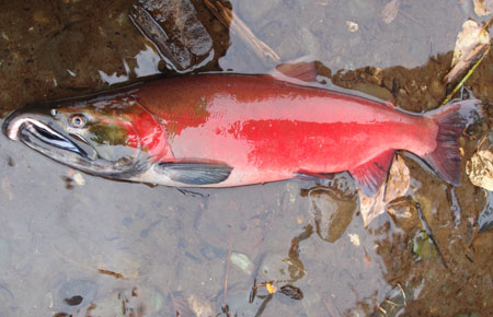 Photo of a Coho Salmon