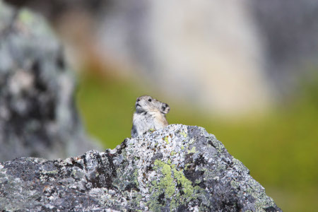 Photo of a Collared Pika