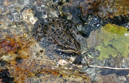 Photo of a Columbia Spotted Frog