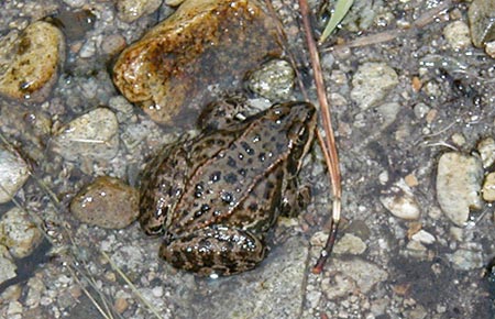 Photo of a Columbia Spotted Frog