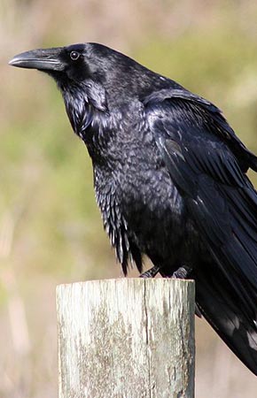 Photo of a Common Raven