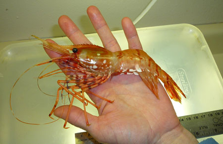 Photo of a Coonstripe Shrimp