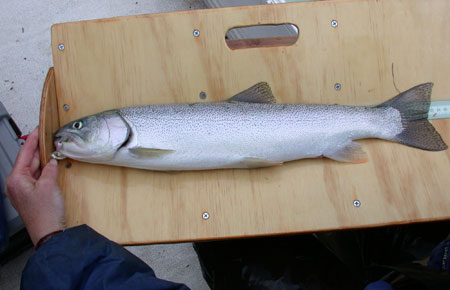 Photo of a Cutthroat Trout