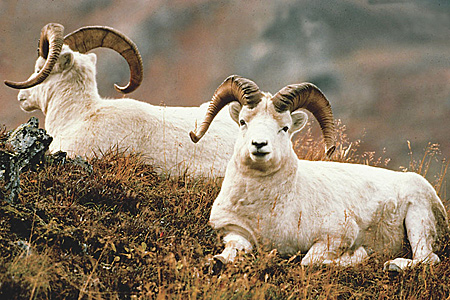 Photo of a Dall Sheep