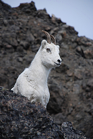 Photo of a Dall Sheep