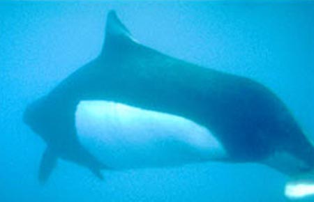 Photo of a Dall's Porpoise