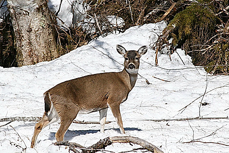 Photo of a Sitka Black-tailed Deer