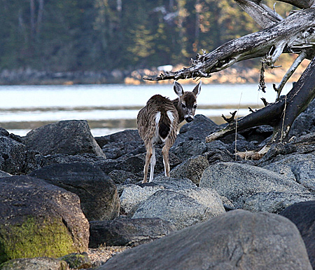 Photo of a Sitka Black-tailed Deer