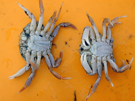 Photo of a Dungeness Crab