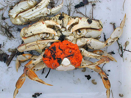 Dungeness Crab Photo Gallery, Alaska Department of Fish and Game