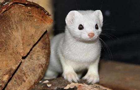 Photo of a Ermine