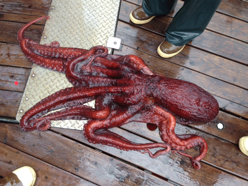 Photo of a Giant Pacific Octopus