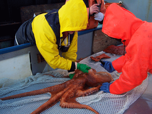 Photo of a Giant Pacific Octopus