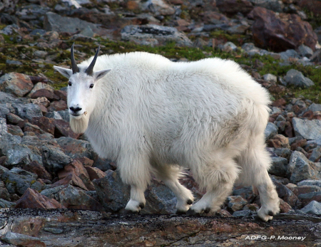 Photo of a Mountain Goat