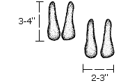 Image of Mountain Goat tracks