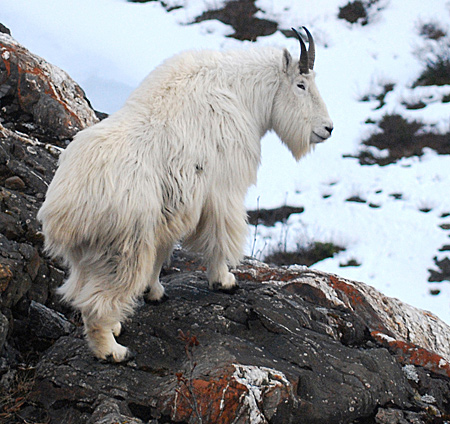 Photo of a Mountain Goat